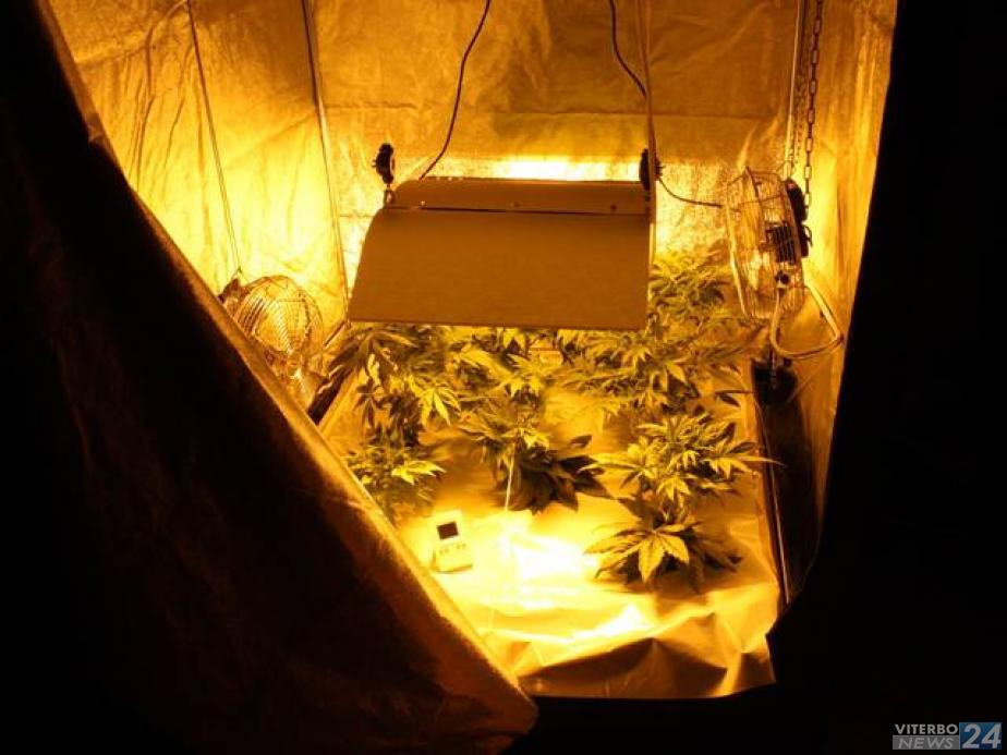 Carabinieri - Sequestro impianto per marijuana