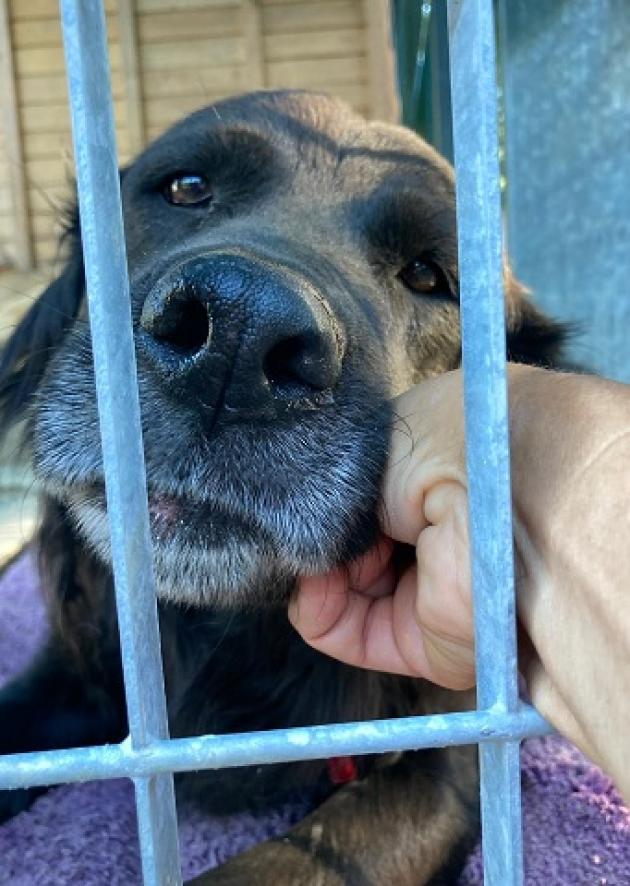 Viterbo News 24 – Ariel, un cagnolone di cinque anni, cerca dimora Viterbo News 24 – Ariel, un cagnolone di cinque anni, cerca dimora