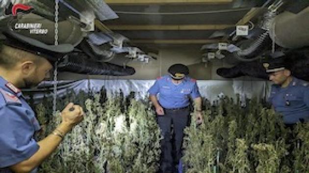 Viterbo News 24 – Civita Castellana, maxi sequestro di marijuana